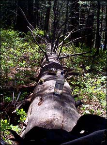 napping log