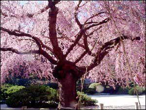 tree canopy