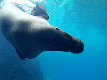 large sea lion