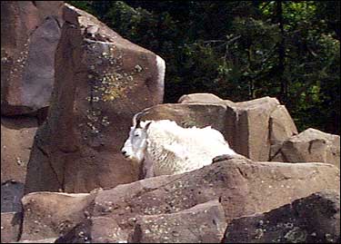 mountain goat