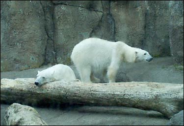 polar bears