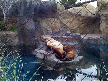 sea lions sunning