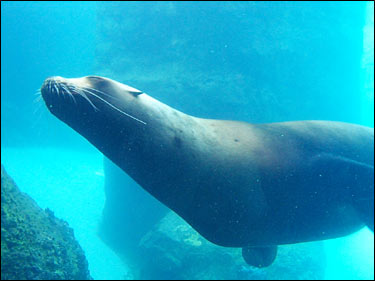 small sea lion