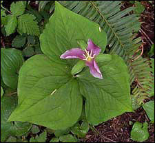 trillium