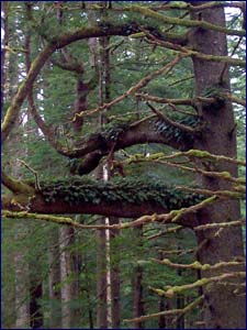 ferns grow on trees